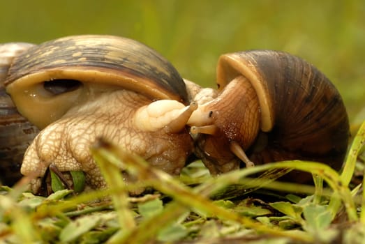The praslin snails are hermaphrodites,i.e. they have female as well as male genitals. After about 6 months,snails become sexually mature. During mating,two snails entwine each other and extend their love arrow,which is used in the image
