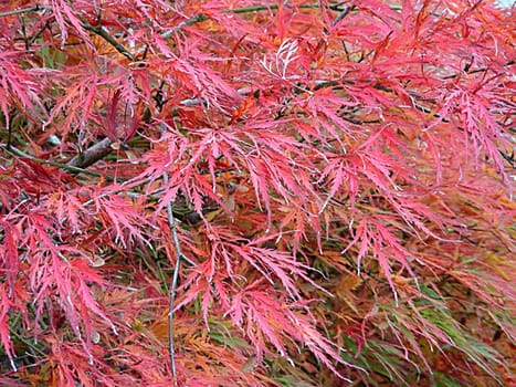 (Acer palmatum,Japanese maple,Japanese maple)