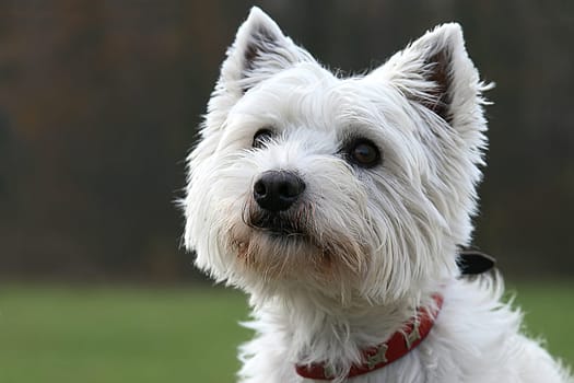 Westie Portrait in the Park