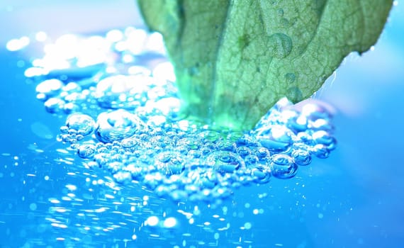 Leaf in the water