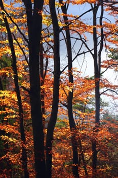 Autumn bonfires