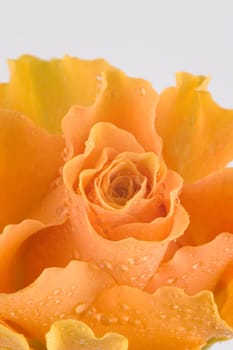 Rosehead