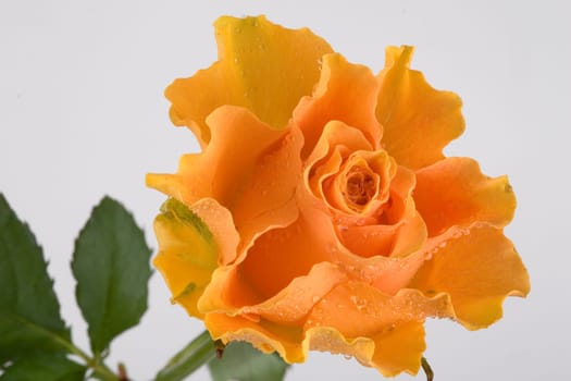 Rose with leaves