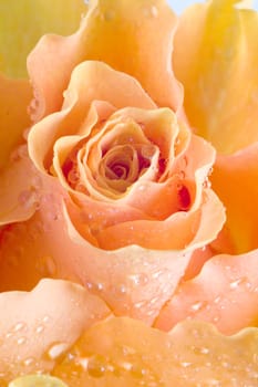 rose blossom
