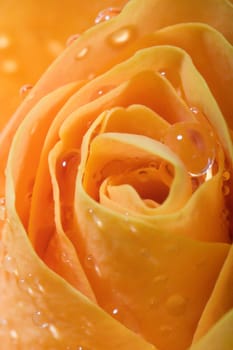 The interior of the rose