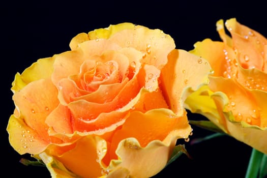 One and a half roses