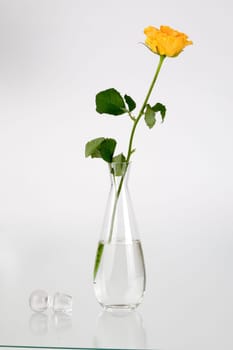 Rose vase