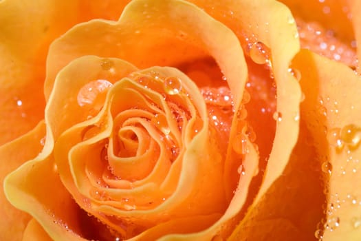 Center of the rose