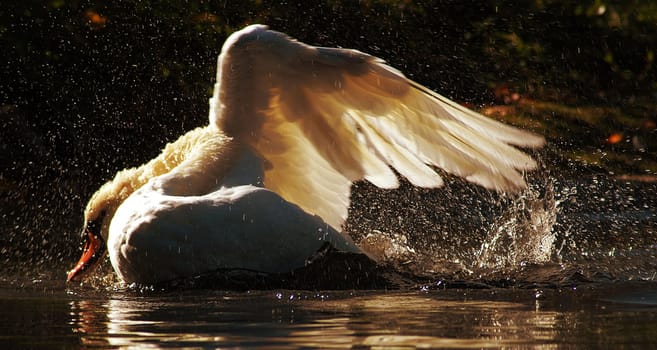 Splash