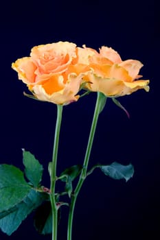 Rose twins
