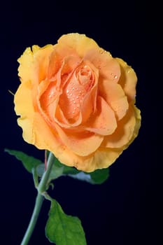Rose with dew