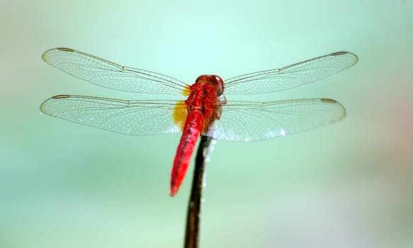 Dragonfly