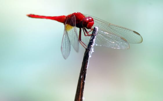 Dragonfly life