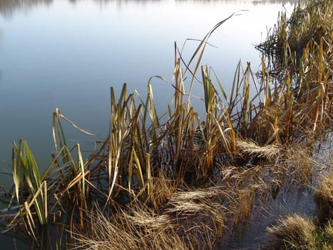 Reed grass