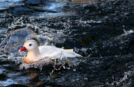Duck Power