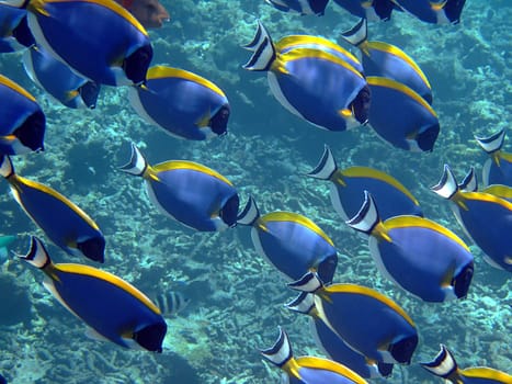 On the reefs of the Seychelles,the white-throated surgeonfish is one of the most common fish. I met these bright blue fellows with their bright yellow fins and the characteristic white throat almost everywhere I saw a Schno.
