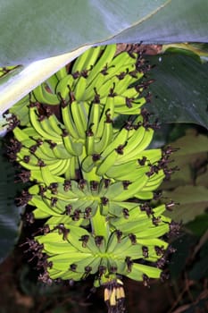Banana tree