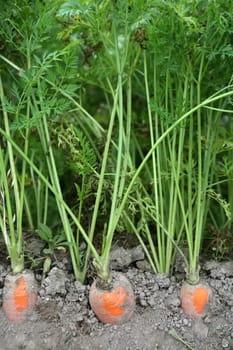 Carrots