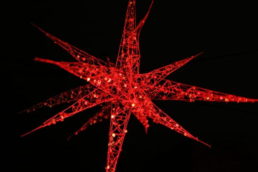 The poinsettia...