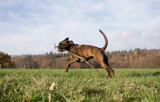 A dog and his cane