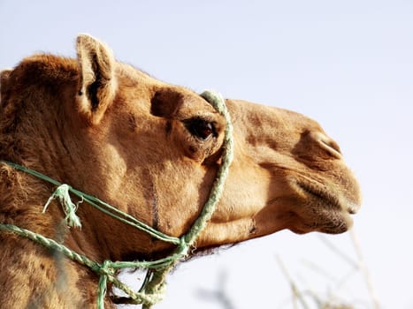 Camel profile