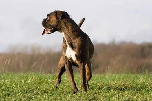Boxer looks to the side