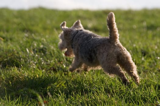 Terrier in the run