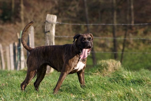 Boxer sideways standing in front of fence