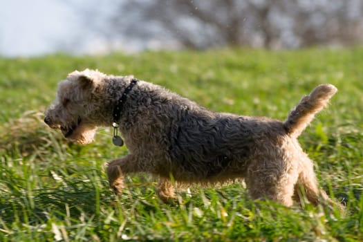 Terrier in the run