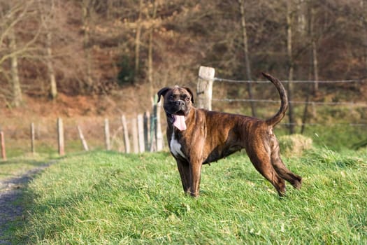 Boxer sideways standing in front of fence