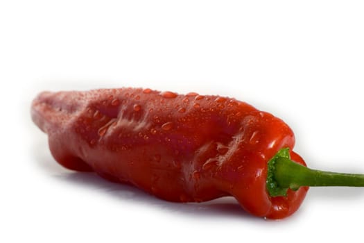 Paprika