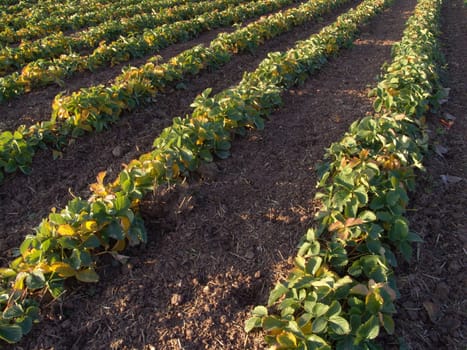 Strawberry field