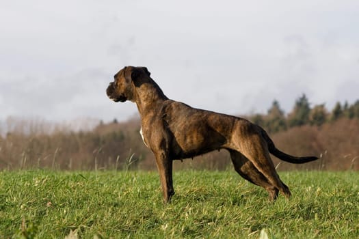 Boxer in profile