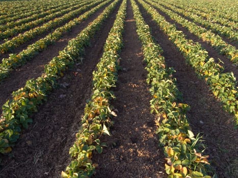 Strawberry field