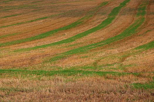 harvested field