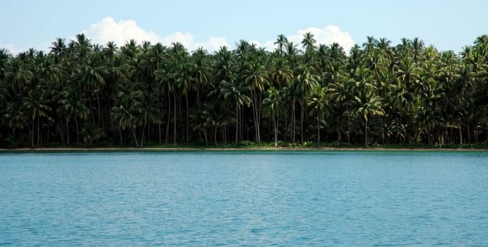Palm forest