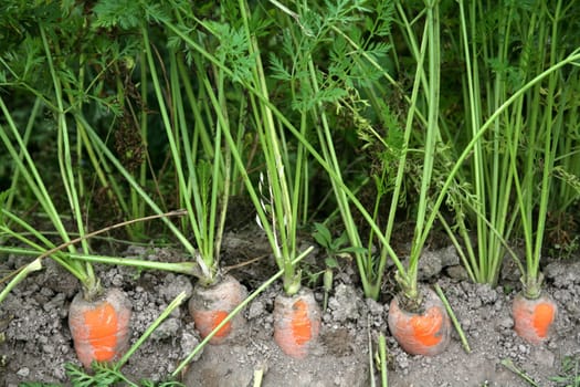 Carrots