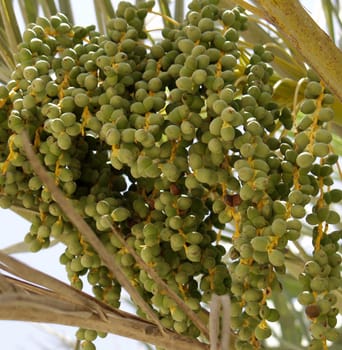 Date palm
