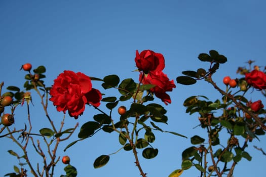 Splendour of roses at the end of November