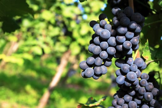 Red grape