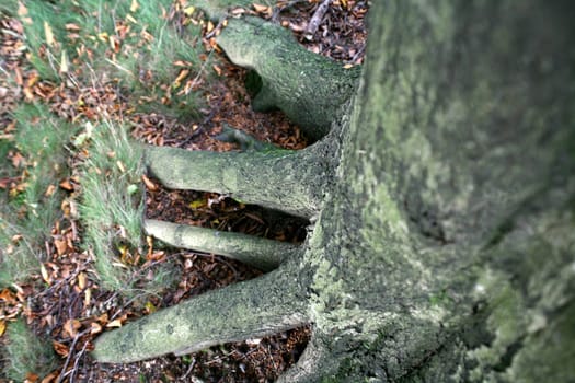 Firmly rooted European beech
