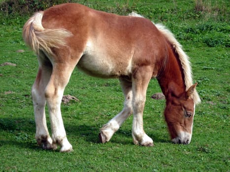 Cold-blooded foals in a pasture