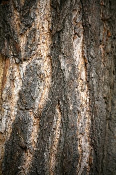 Ginkgo bark