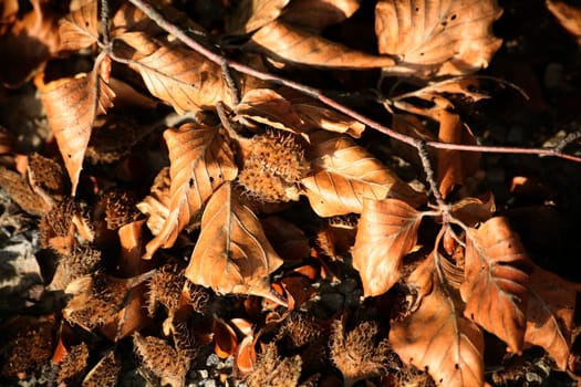 Forest floor