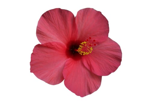 hibiscus,Malvaceae