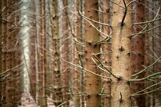 View of a coniferous forest