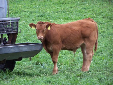 Brown beef
