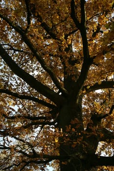 Old pedunculate oak in autumnal dress