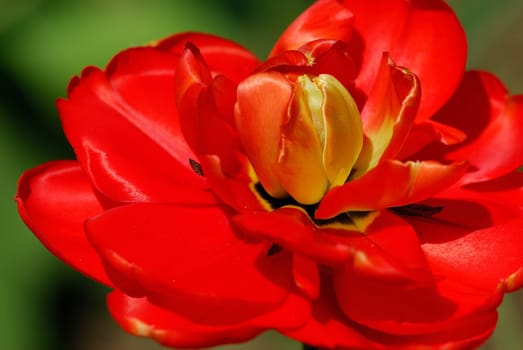 Rose red-yellow
