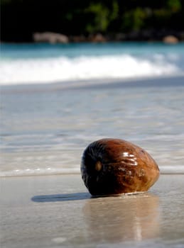 Floating seeds such as the coconut use the water to spread. Here in the Seychelles,coconuts still provide food for humans,but they also serve as bait for fishing,for example. It offers about 100 different uses